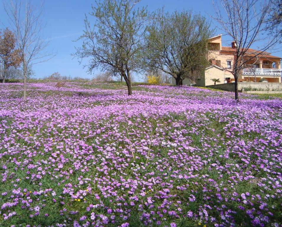 Apartments Alice Green Oasis - Poreč Chambre photo