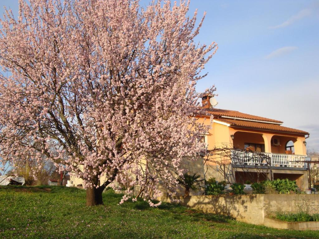 Apartments Alice Green Oasis - Poreč Extérieur photo